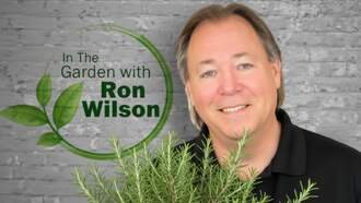 Plant of the Week - Christmas Rosemary