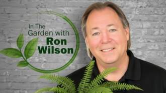 Plant of the Week - Christmas Fern