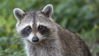 Drunk Racoon Passes Out in Liquor Store Bathroom