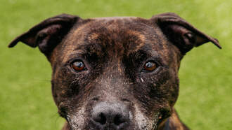 Andi's Adoptables: Meet Bones!