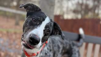 Andi's Adoptables: Meet Matty!