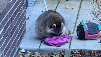 Watertown Residents Warned Of Aggressive Raccoon, After Woman Is Attacked