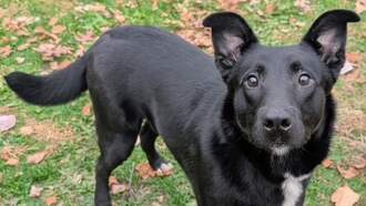 Pay It Forward For Pets - River