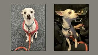 Madison police seek owner of dog found in station lobby