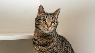 WDSD's Best Buddy: Meet Chirp