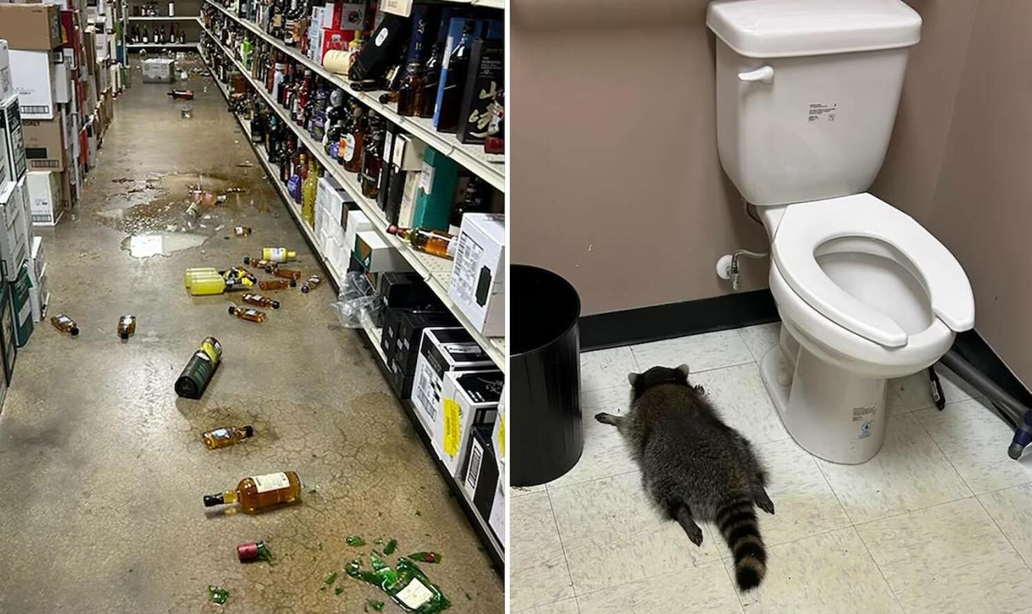 Drunk racoon passes out in liquor store bathroom