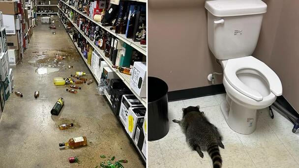 Racoon Goes On Drunken Rampage In Liquor Store, Passes Out In Bathroom