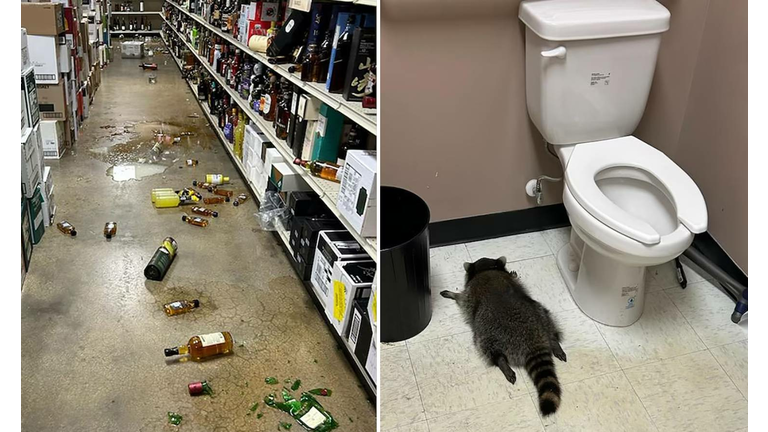 Drunk racoon passes out in liquor store bathroom