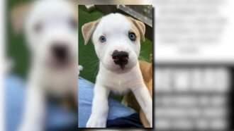 Big Dog Ranch Rescue Seeks Help To Find Stolen Puppy "Lucy"