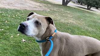 Animal Welfare Eastside Shelter Dog of the Week 12/4 - Ike