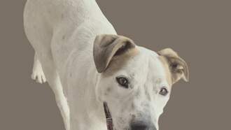 Animal Welfare Westside Shelter Dog of the Week 12/4 - Noah