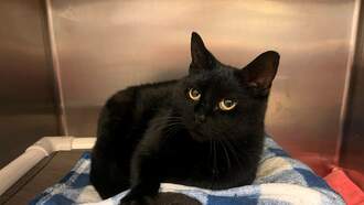 Pet Of The Week...Squeak