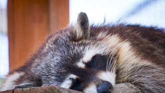Drunk Raccoon Found Passed Out In Liquor Store After Breaking In