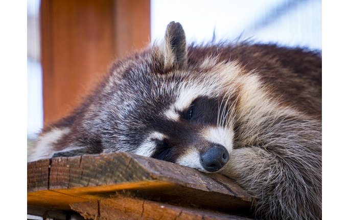 raccoon sleeping on wooden plate