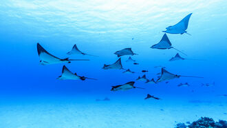 A Snorkeler in Nova Scotia Thought This Was a Leaf, but It Was Something Far Weirder