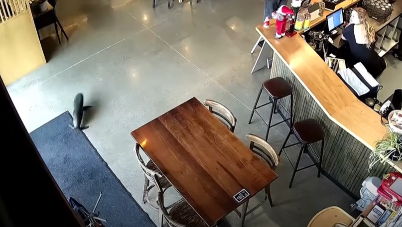 So, a Baby Seal Walks into a Bar...