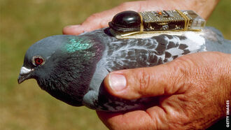 Rise of the Remote-Controlled Birds