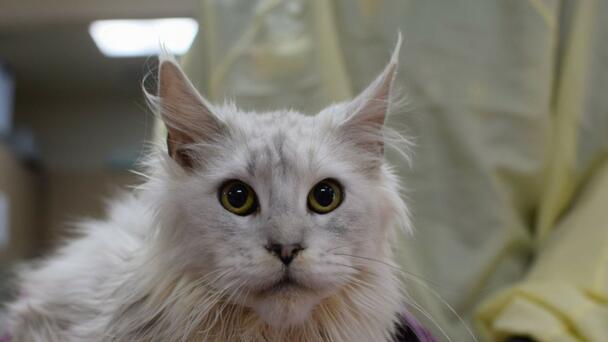 Love Is Blind At Oregon Humane Society