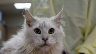 Love Is Blind At Oregon Humane Society