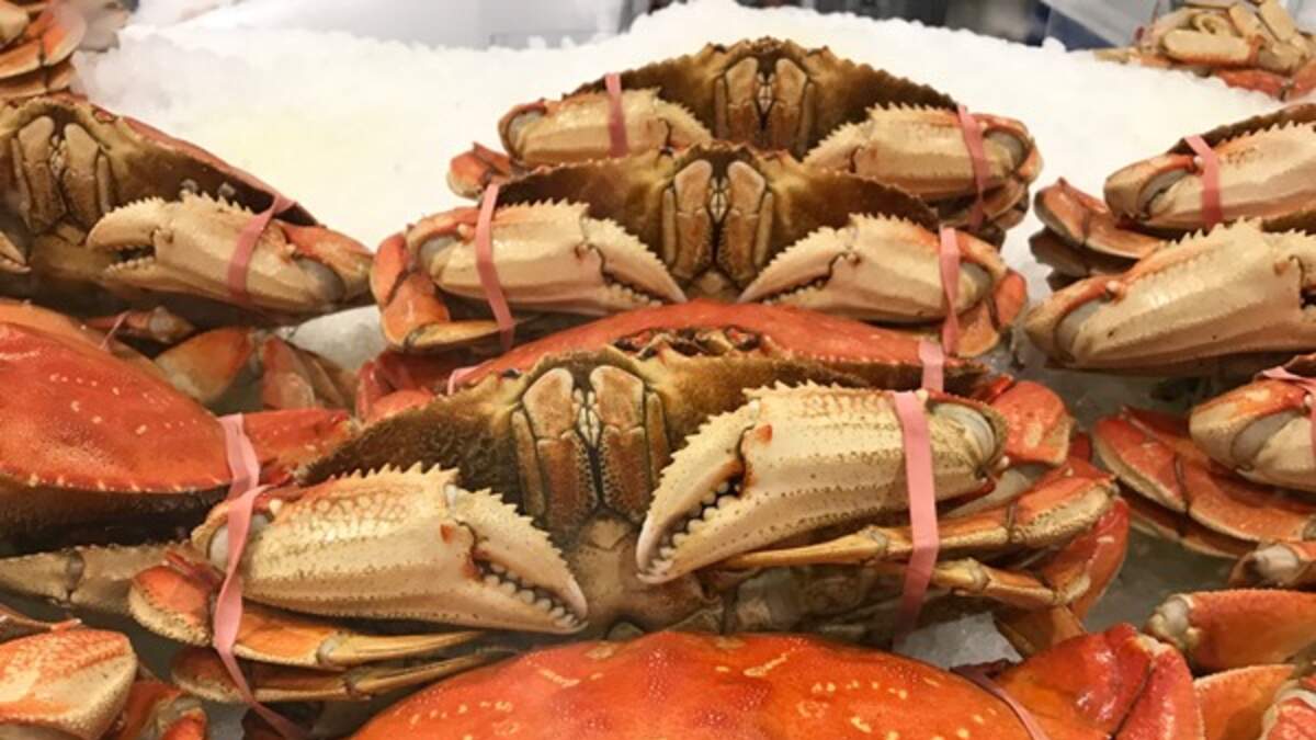 Oregon Dungeness Crab Season To Partially Start