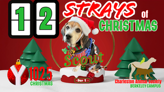 12 Strays of Christmas Day 1: SCOUT