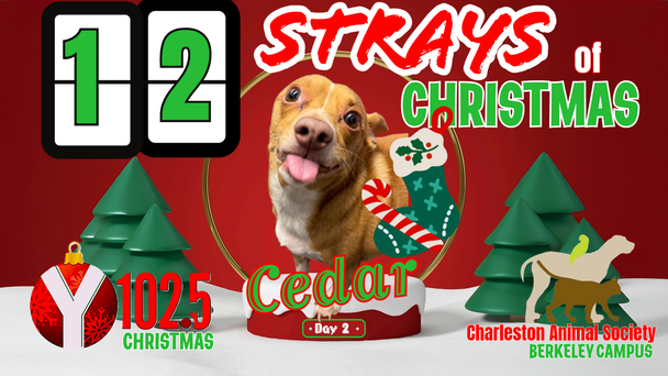 12 Strays of Christmas Day 2: Cedar