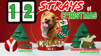 12 Strays of Christmas Day 2: Cedar