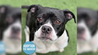 SPCA Pet Of The Week: Rosie Toes!