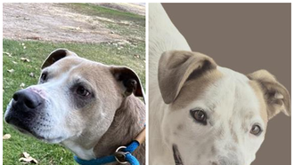  The Edge Pet of The Week 12/8