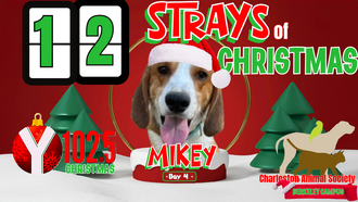 12 Strays of Christmas Day 4: MIKEY