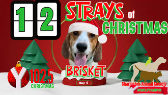 12 Strays of Christmas Day 5: BRISKET