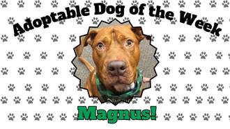 Todd Matthews - Adoptable Dog of the Week!