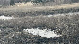 Stranded Dolphins Rescued And Treated In Wareham