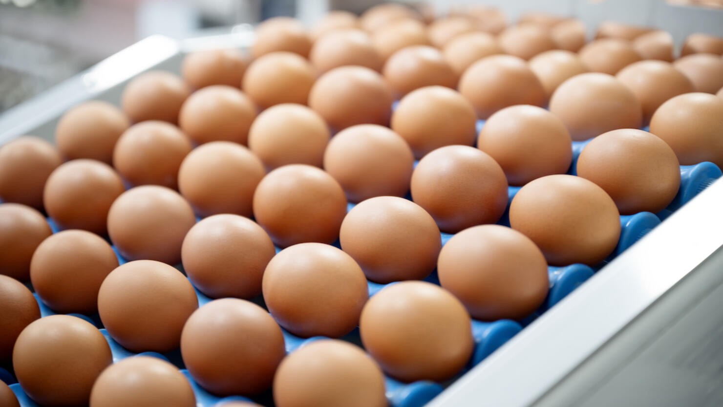Long Term Cost Savings and Investing in Eggs Processing Machines in Poultry Farming Manufacturing Industry. Fresh eggs on the conveyor belt during sorting, grading process with automated machine in the production line.