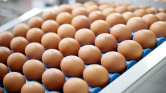 Eggs Recalled Over Potential Serious Contamination