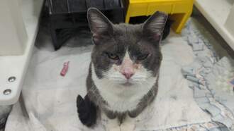 Wissam is this week's Featured Furry Friend from the Cleveland APL!