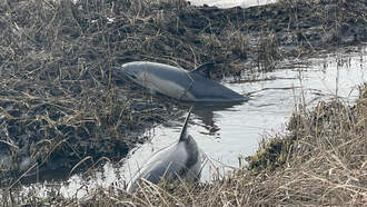 Two Dolphins Rescued From Wareham Marsh