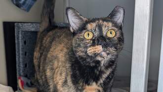 Andi's Adoptables: Meet Madame Peanut!