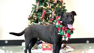 The Morning Show with Swami, Skyler and Mahoney - Animal Welfare Dog of the Week 12/11 Eastside Shelter - Blue