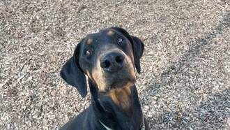 The Morning Show with Swami, Skyler and Mahoney - Animal Welfare Dog of the Week 12/11 Westside Shelter - Tesla