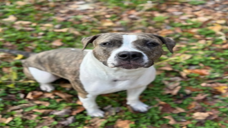 Meet the CT Humane Society's Adoptable Pet of the Week: Glenda