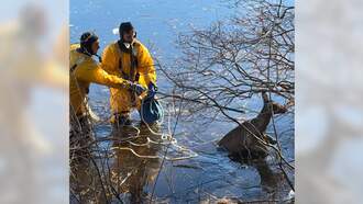Wellesley Crews Rescue A Deer Stranded On The Ice