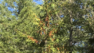 Local News - U.S. Forest Service Reduces Hazardous Fuel Work