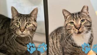 SPCA Pet(s) of The Week: Scooter & Harry!