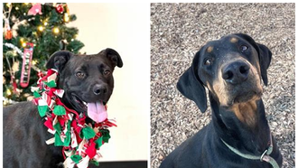  The Edge Pet of The Week 12/15