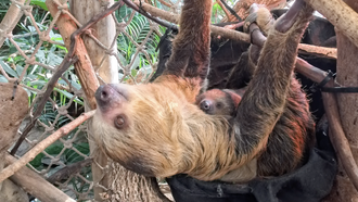 Roger Williams Park Zoo Offers Free Entry For Brown University Members