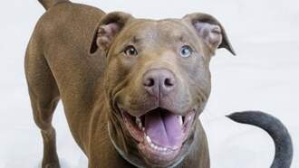 Pay It For It Pets - Link & Zelda