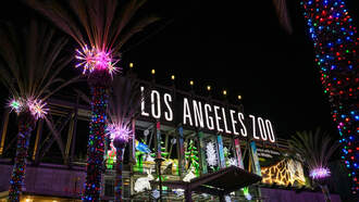 Light Up Your Evening with Sandy Stec & L.A. Zoo Lights! ✨