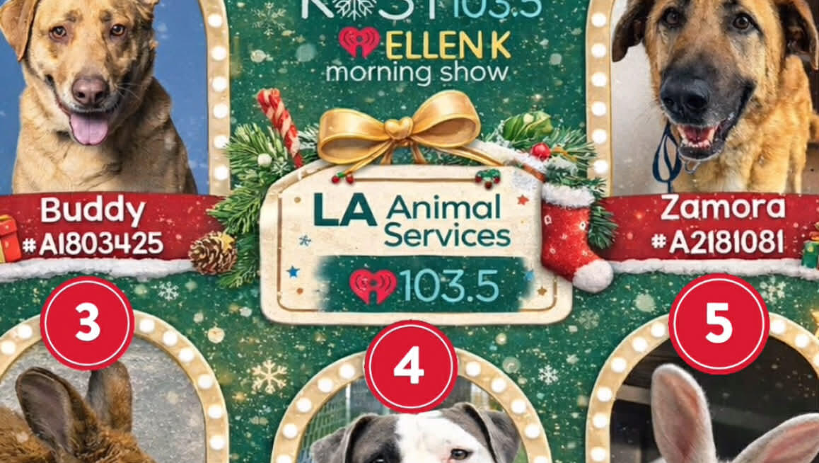 Adopt A Pet From The LA Animal Services Pawdvent Calendar