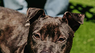 Andi's Adoptables: Meet Destiny!